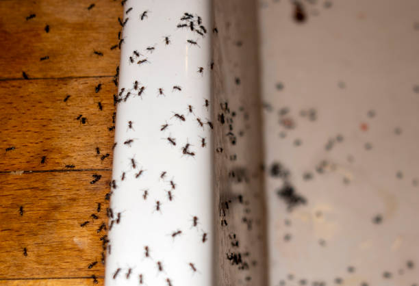 Best Residential Pest Control  in Mercer, PA
