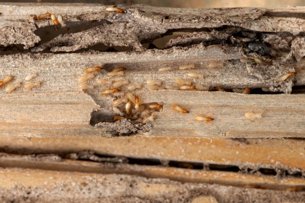 Best Termite Control Services  in Mercer, PA